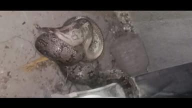 বান্দোয়ান: মাংলা এলাকা থেকে বিশালাকার ময়াল উদ্ধার করল বনদফতর