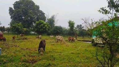 रायडीह: तस्करी के लिए ले जा रहे 9 गोवंशीय पशु और पिकअप वाहन ज़ब्त, तस्कर फरार