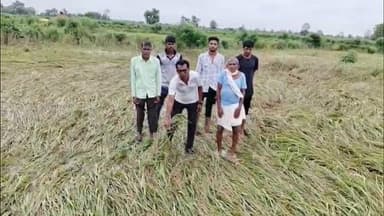 गडचिरोली: उभे पीक आडवे पडले..कापलेले पीक भिजले... शेतकऱ्यांच्या तोंडचा घास हिरावला