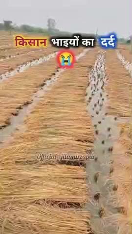 तूफान और बारिश के बाद किसान भाइयों का दर्द 🥺👏 #मिर्जापुर #सोनभद्र #प्रयागराज #प्रतापगढ़ #कौशांबी #चंदौली #गोंडा