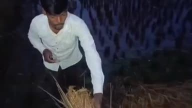 बेलसंड: बेलसंड में बेमौसम बारिश से किसानों की बढ़ी चिंता, धान की फसल हुई बर्बाद