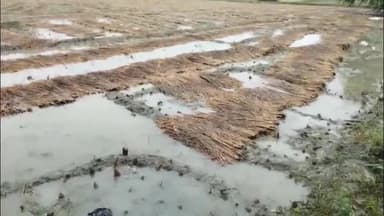 पातेपुर: पातेपुर में बेमौसम बारिश से धान किसानों की बढ़ी परेशानी, तैयार फसल हो रही बर्बाद
