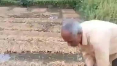 लावालौंग: बंगाल की खाड़ी से उठे मोंथा चक्रवात से लावालौंग के किसानों की उम्मीदों पर फिरा पानी, बारिश और हवा से धान बर्बाद