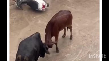 नाथद्वारा: नाथद्वारा में फौजी मोहल्ले में दो सांडों की लड़ाई से मचा आतंक, कई स्कूटीयां टूटी