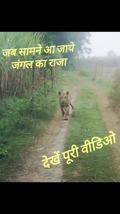 #बाघ #जंगल