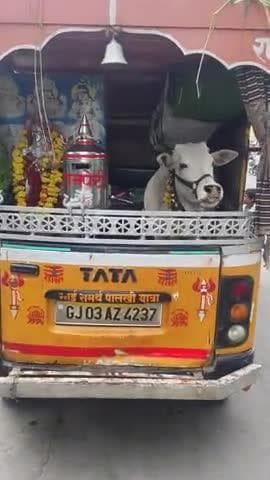 kamai ke liye be juban janvaron per atyachar