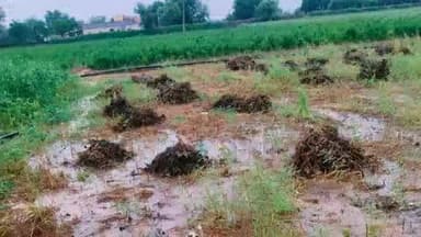 बावड़ी: बावड़ी क्षेत्र में बेमौसम बारिश ने खेतों में कटी-बची फसलें चौपट की, करोड़ों का हुआ नुकसान