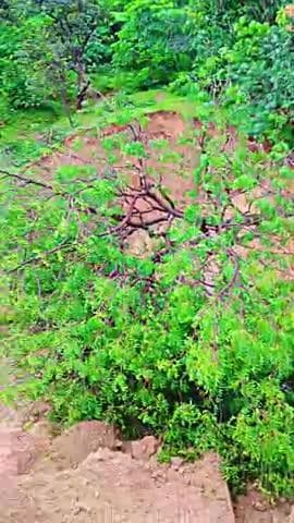 parvatpur gav mee badha tota jisse gribo ka ket ki phasal hoga kharab