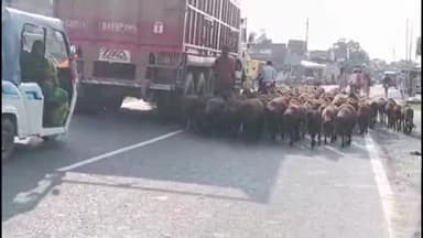 लदनिया: भेड़ पालन में हुई बढ़ोतरी, किसानों को हो रही है अच्छी कमाई