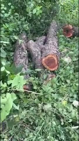 कलेसर रेंज की भूड़कला बीट से तस्करों ने खैर के चार पेड़ काटे