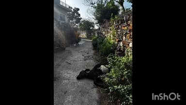 राजसमंद: कुंवरिया: केलवा गांव के धोली बावड़ी भटा खटीक मोहल्ला के आसपास पैंथर का आतंक, पैंथर ने अब तक 10 जानवरों का किया शिकार