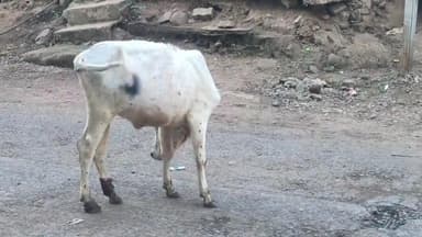 मक्सूदनगढ़: मक्सूदनगढ़ में कई गायों में दिख रहे लंपी बीमारी के लक्षण