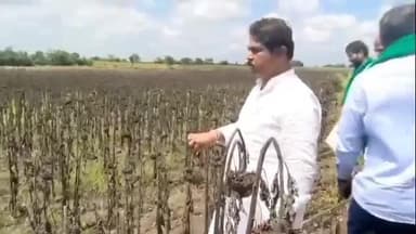 ಇಂಡಿ: ಗ್ರಾಮದ ಹೊರ ಭಾಗದಲ್ಲಿ ಸೂರ್ಯಕಾಂತಿ ಬೆಳೆ ಹಾನಿಯನ್ನು ವೀಕ್ಷಣೆ ಮಾಡಿದ ಬಿಜೆಪಿ ನಿಯೋಗ