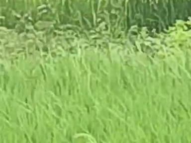 thoda Simar ka kisanon ke kheti karne Ja Raha