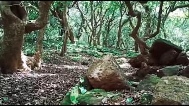 महाबळेश्वर: कसबे बामनोली,ता. जावळी येथे कवड्या पक्षाची शिकार केल्याप्रकरणी तिघे ताब्यात, बंदूक हस्तगत