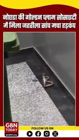 नोएडा सेक्टर 168 की गोल्डन प्लाम सोसाइटी में जहरीला सांप मिला.
#gbntoday
#NoidaNews #SnakeRescue #GoldenPlamSociety