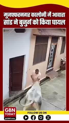 मुजफ्फरनगर में आवारा सांड ने बुजुर्ग पर किया हमला, वीडियो वायरल #gbntoday
#Muzaffarnagar #StrayBull #BullAttack #Animal