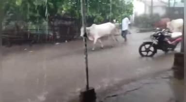 కాగజ్నగర్: కౌటాలలో భారీ వర్షం, తాటి చెట్టుపై పడిన పిడుగు, భయాందోళనలో గ్రామస్థులు