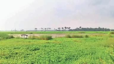 बिरौल: 6900 एकड़ कृषि भूमि जलजमाव और सूखे से बर्बाद, किसान बेहाल