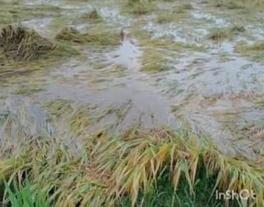 छुरा: बारिश बनी किसानों के लिए आफत, पकी फसल पर मंडराया संकट, मेहनत पर पानी फिरने का खतरा