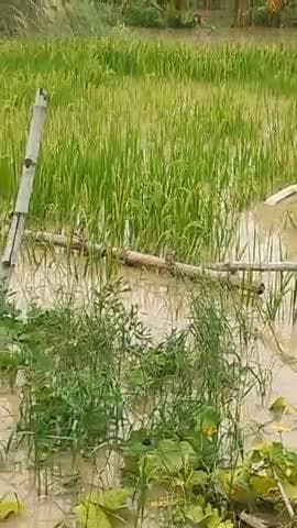 सब किसान के धान खराब होने जा रहा है पानी के कारण सारा किसान के मेहनत पर पानी घुस गया है