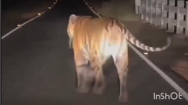 सिंदेवाही: शिवनी रत्नापूर मार्गावर वाघाच्या दर्शनाने व दुचाकीवर छलांग मारणयाचया घटनेने नागरिका भीतीचे वातावरण सदर दृश्य मोबाईल कॅम