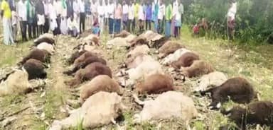 ಶಿರಹಟ್ಟಿ: ಹೊಳೆ ಇಟಗಿ ಗ್ರಾಮದಲ್ಲಿ ವಿಷ ಆಹಾರ ಸೇವಿಸಿ 54 ಕುರಿಗಳು ಸಾವು
