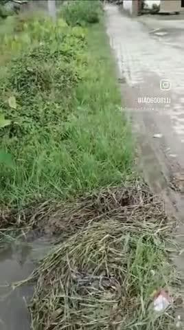 हमारे गाँव (खेसिया सद्दीक मियां का टोला) की नालियाँ पूरी तरह से खराब हो चुकी हैं। नालियों की सफाई लंबे समय से नहीं हुई ह