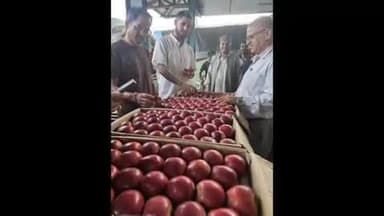 निरमंड: निरमंड में इस वर्ष सेब की बंपर पैदावार, गत वर्ष 5 लाख की तुलना में इस वर्ष 8 लाख पेटी हुई पैदावार, पुराना रिकॉर्ड तोड़ा