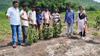 జూలూరుపాడు: జూలూరుపాడు మండల పరిధిలోని పాపకొల్లు రెవెన్యూ పరిధిలో వర్షాల కారణంగా దెబ్బతిన్న పత్తి పంటలను పరిశీలించిన అధికారులు
