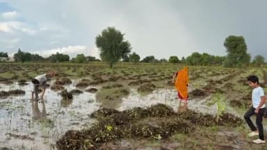 मूंडवा: मूंडवा में बिन मौसम की बारिश ने किसानों की मेहनत पर फेरा पानी