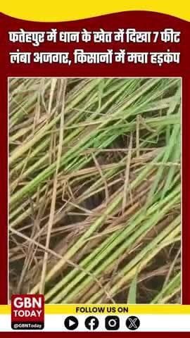 फतेहपुर: धान के खेत में दिखा 7 फीट लंबा अजगर, किसानों में मचा हड़कंप
#FatehpurNews #AjgarInField #gbntoday