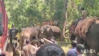 ನರಸಿಂಹರಾಜಪುರ: ಜನರ ನಿದ್ದೆಗೆಡಿಸಿದ್ದ ಪುಂಡಾನೆ ಕಡೆಗೂ ಸೆರೆ.! ಗುಡ್ಡೆಹಳ್ಳದ ಬಳಿ ಎರಡನೇ ದಿನದ ಆಪರೇಷನ್ ಪುಂಡಾನೆ ಸಕ್ಸಸ್.!