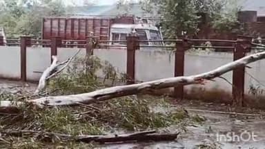 दादासिबा: औद्योगिक क्षेत्र संसारपुर टेरेस में तूफान के कारण एक फार्मा कंपनी पर गिरा सफेदे का पेड़, कंपनी को हुआ लाखों का नुकसान