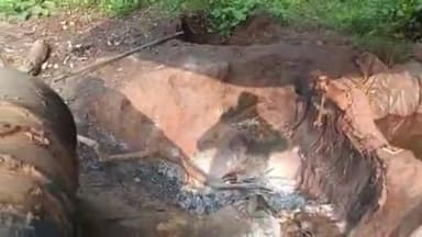 बोराम: बोड़ाम में अवैध शराब भट्टी पर छापेमारी, 1200 किलो जावा महुआ नष्ट, 32 लीटर शराब जब्त