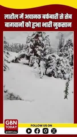 लाहौल में अचानक बर्फबारी से सेब बागवानों को भारी नुकसान, फसल बर्बाद #Lahaul #HimachalPradesh #AppleFarmers #gbntoday
