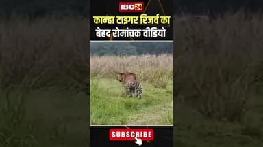 Kanha Tiger Reserve से एक बेहद रोमांचक Video आया सामने..#shorts #viralvideo #kanhatigerreserve