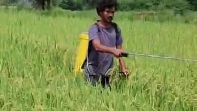 कांसाबेल: धान में माहू के प्रकोप से किसान परेशान, कांसाबेल क्षेत्र के किसानों में चिंता, फसल बचाने की जद्दोजहद जारी