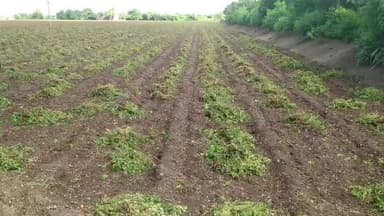 ધોરાજી: ધોરાજી પંથકમાં પડેલા વરસાદથી મગફળીના ખેડૂતોને નુકસાની થતા ખેડૂતોએ પ્રતિક્રિયા