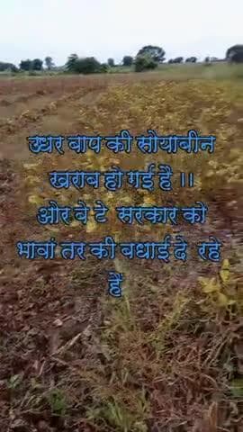 खंडवा जिला बिजोरा भील गांव में सोयाबीन पूरी तरह ख़राब हो चुकी है