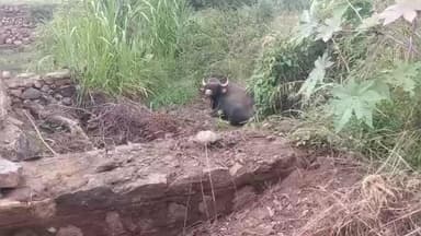 கல்வராயன் மலை: மாவடிப்பட்டு கிராமத்தில் ஊருக்குள் புகுந்த காட்டருமையால் பொதுமக்கள் கடும் அச்சம்