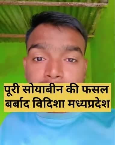 सोयाबीन की फसल बर्बाद विदिशा मध्यप्रदेश