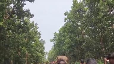 গড়বেতা ২: গোয়ালতোড় পিটাকাটা রাজ্য সড়কে হাতির তাণ্ডব