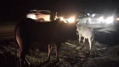 पानीगांव रोड पर बेसहारा गौवंशों का बसेरा, हादसों का बना खतरा