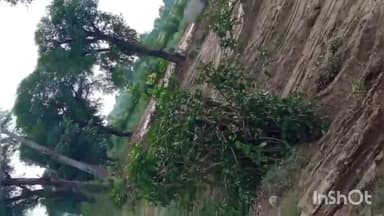 मांट: नोहझील क्षेत्र में कॉलोनाइजर ने कॉलोनी विकसित करने के लिए उखाड़ दिए दो दर्जन पेड़, वीडियो आया सामने