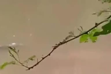 उदयपुरा: टपरिया टोला के समीप सिंदूर नदी में मगरमच्छों को देखा गया वीडियो हुआ ।वायरल#वायरल#वीडियो