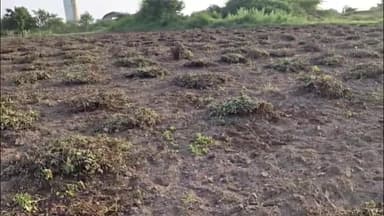 ધ્રોલ: કમોસમી વરસાદથી મગફળી–કપાસનો પાક બગડ્યો, મગફળી સળગાવી વિરોધ: વળતર આપવા માંગ