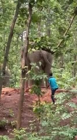 গড়বেতা ২: হাতিকে উত্ত্যক্ত করছে যুবক সেই ভিডিও ভাইরাল সোশ্যাল মিডিয়াতে গোয়ালতোড় এলাকায় তদন্তে বনদপ্তর