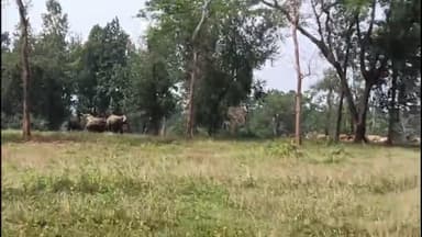 कांसाबेल: किलकिला क्षेत्र में 14 जंगली हाथियों का दल पहुंचा, ग्रामीणों में दहशत