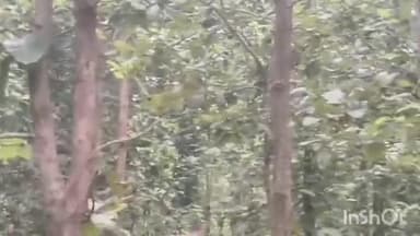 রাইপুর: কাড়ভাঙার জঙ্গলে ২৯ টি হাতির অবস্থান রয়েছে, জঙ্গল লাগোয়া গ্রামগুলিতে সতর্কতামূলক প্রচার চালাচ্ছে বনবিভাগ ও পুলিশ
